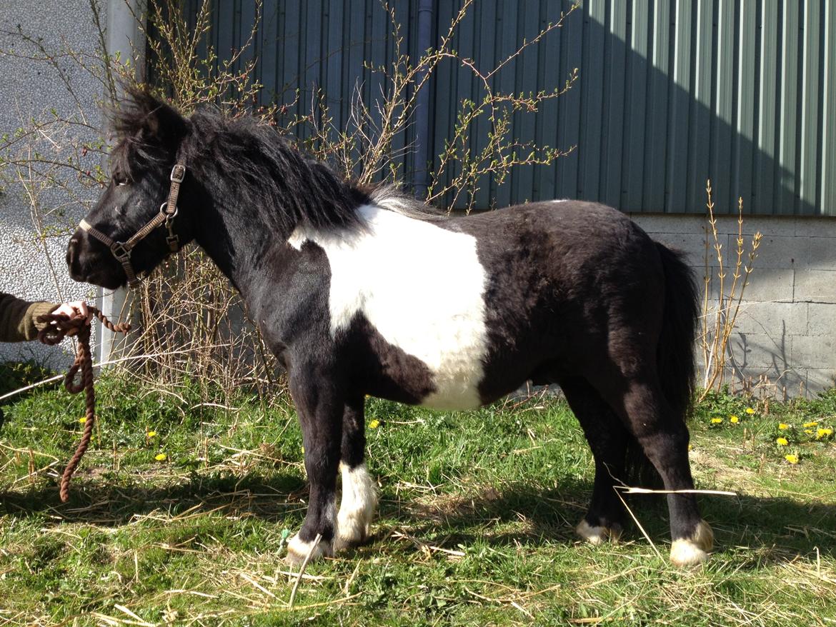 Shetlænder Vadehavets Figero *solgt* - Min smukke dreng :)
April 2013 billede 19