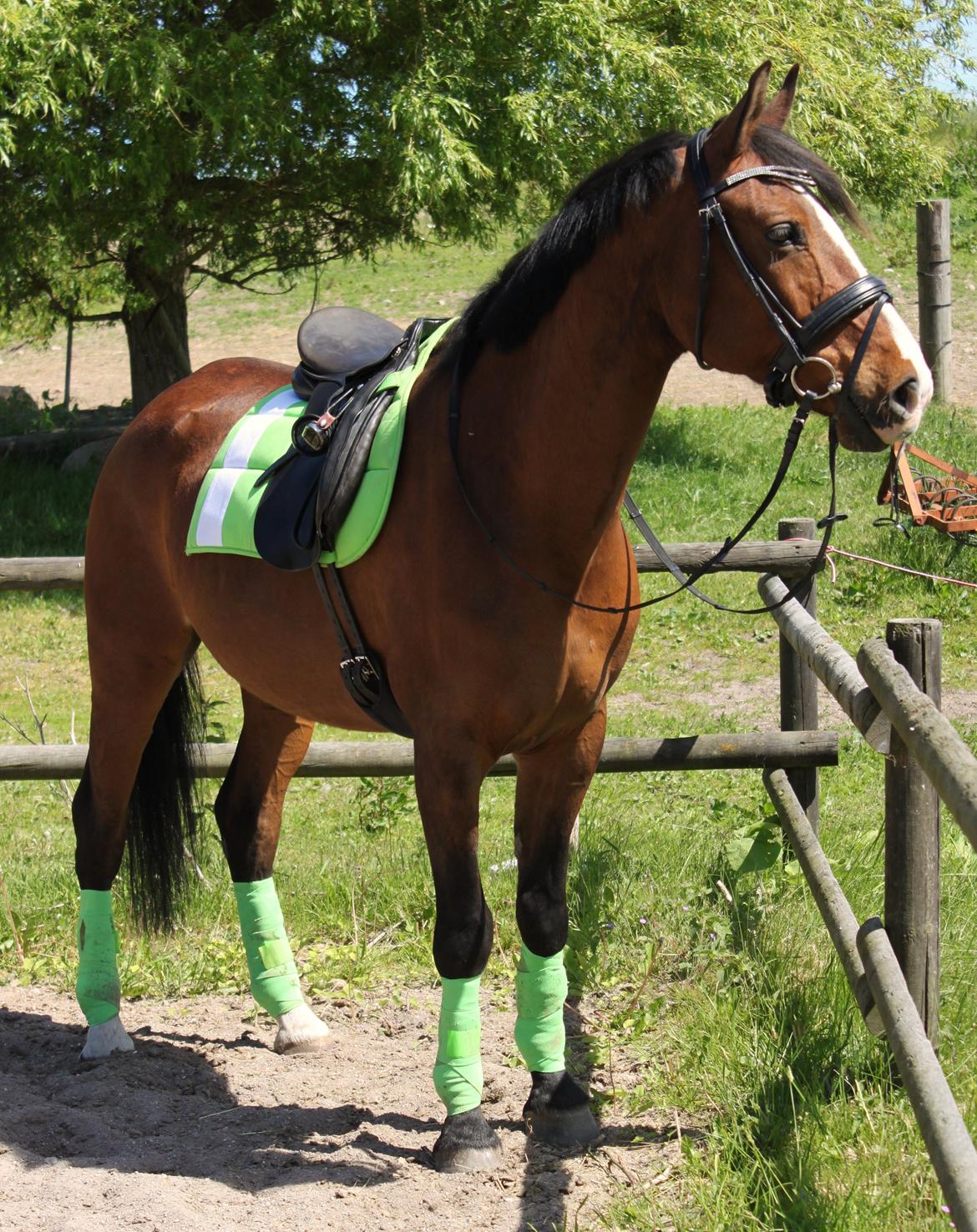 Anden særlig race Pedro El Valentino [Pede] - Juni 2013. Lige inden dressur træning! foto: Mig billede 13