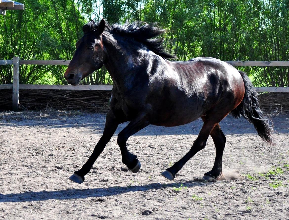 Koldblodstraver Bergtilda <3 *Tilde* | min prinsesse. - 1). Tøsen i en fin galop.<3 | Fotograf: Nadja Larsen (mig). billede 1