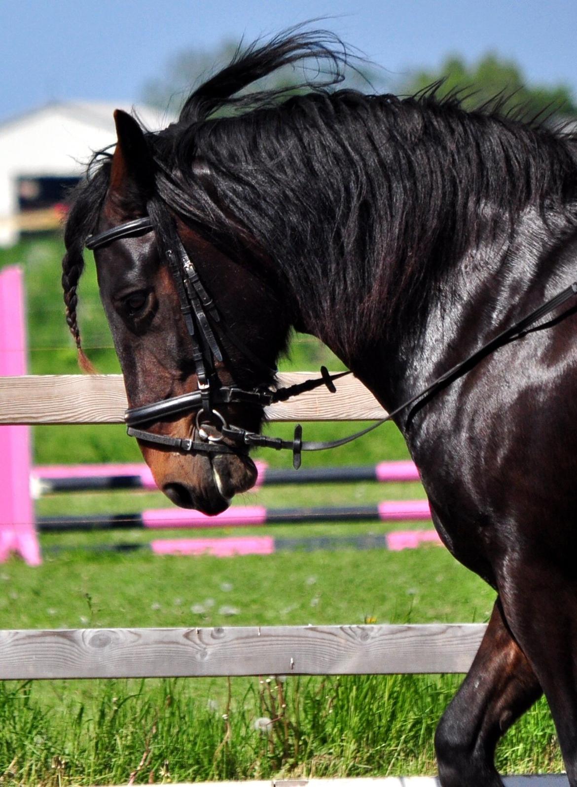 Koldblodstraver Bergtilda <3 *Tilde* | min prinsesse. - 9) Søde hest :-*<3. | Fotograf: Natacha Vinberg m. mit kamera. billede 9