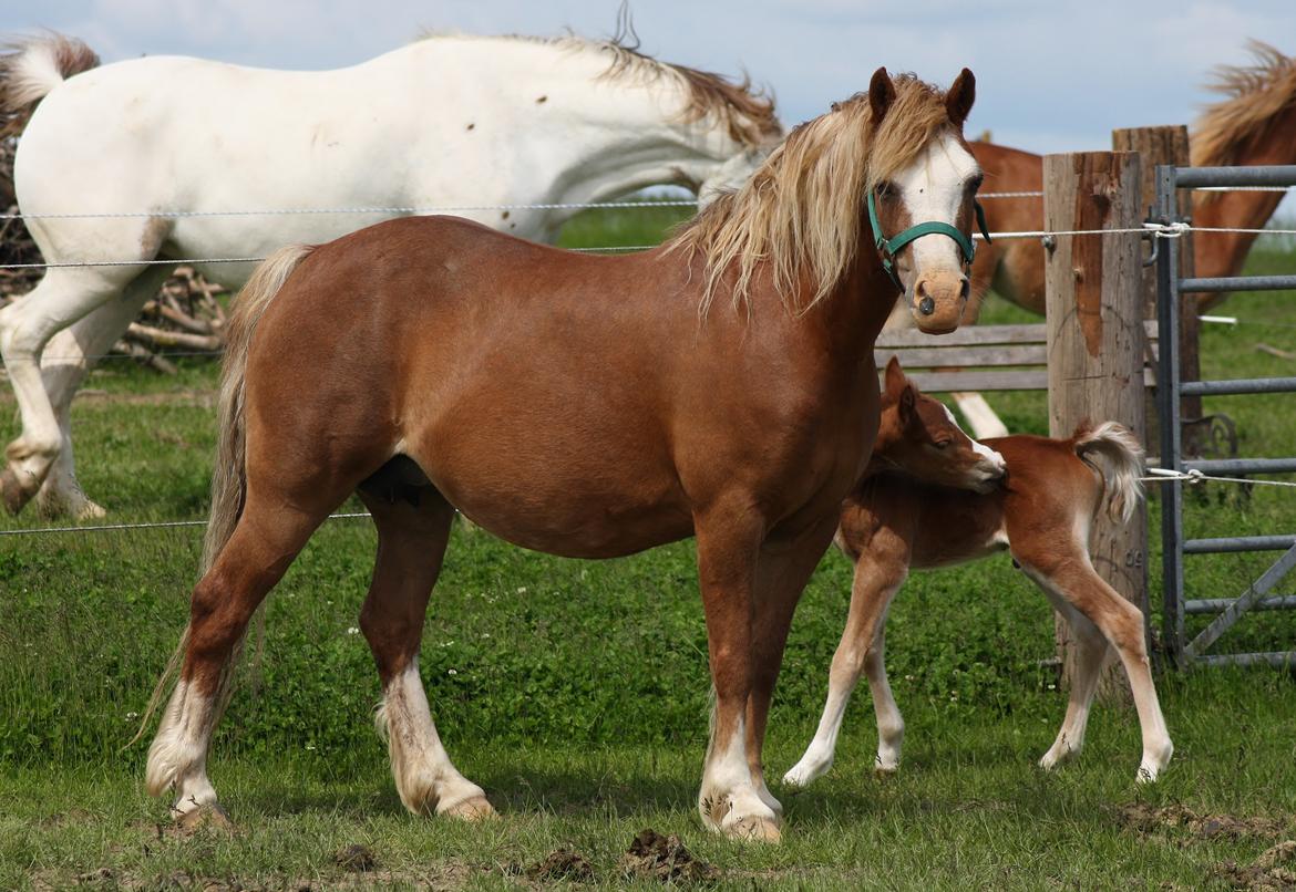 Welsh Mountain (sec A) Ceulan Romany billede 23