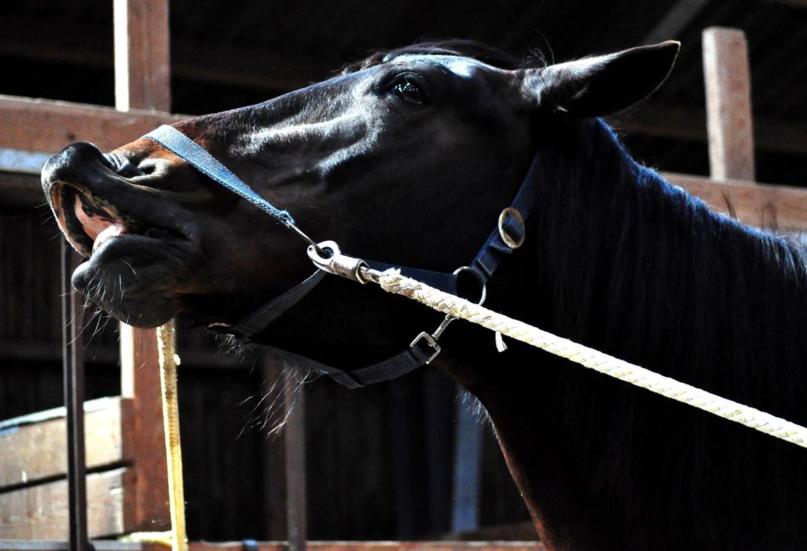 Koldblodstraver Bergtilda <3 *Tilde* | min prinsesse. - 11). Grimme xD<3. | Fotograf: Natacha Vinberg m. mit kamera. billede 11