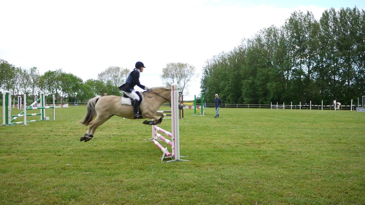 Fjordhest Cirkeline Møldrup billede 18