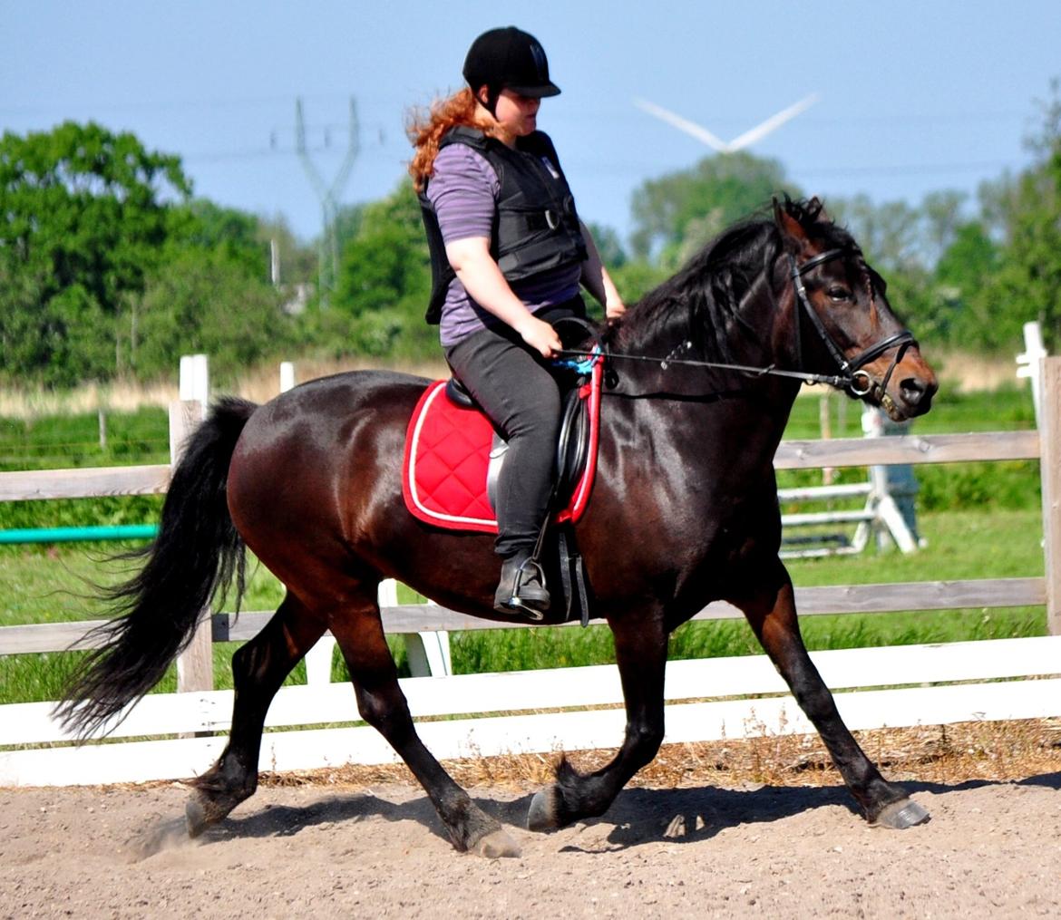 Koldblodstraver Bergtilda <3 *Tilde* | min prinsesse. - 18). Vi rider dx | Fotograf: Natacha Vinberg m. mit kamera. billede 18
