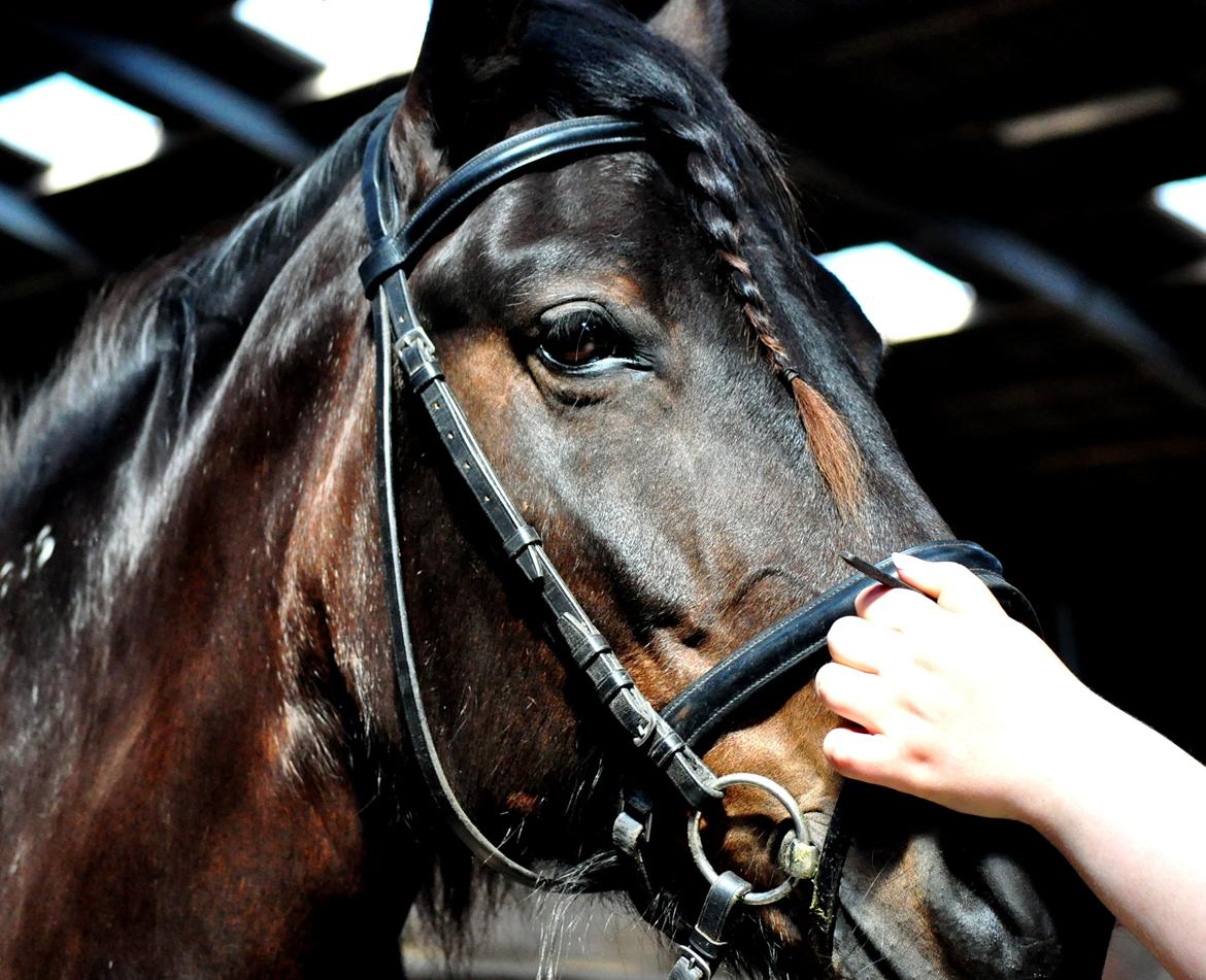 Koldblodstraver Bergtilda <3 *Tilde* | min prinsesse. - 19) Folk kommenterer altid hende øjne, fordi de er så smukke og blide, hvilket jeg kun kan gøre mig enig i :). De øjne er fantastiske <3 | Fotograf: Natacha Vinberg m. mit kamera. billede 19