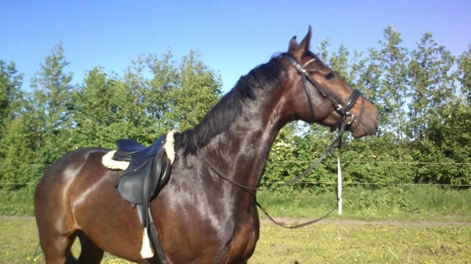 Dansk Varmblod Gipson Cloud - Smækre Gibs efter træning hjemme d. 4 juni 2013 billede 7