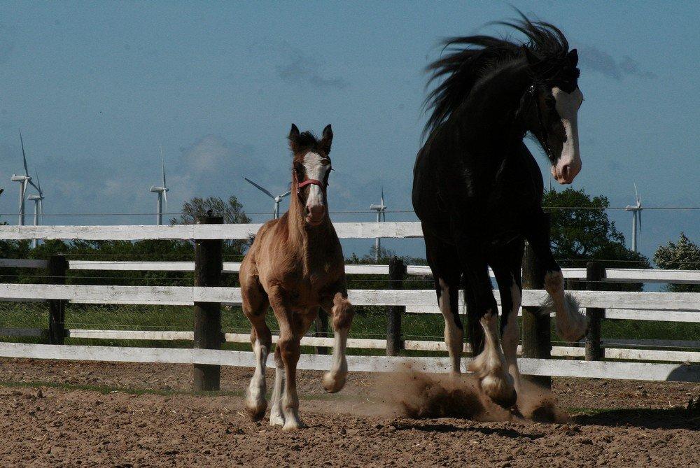 Shire Dazzling Lady Lara billede 1