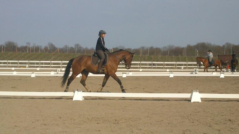 Dansk Varmblod Landlystes Alabasta billede 1