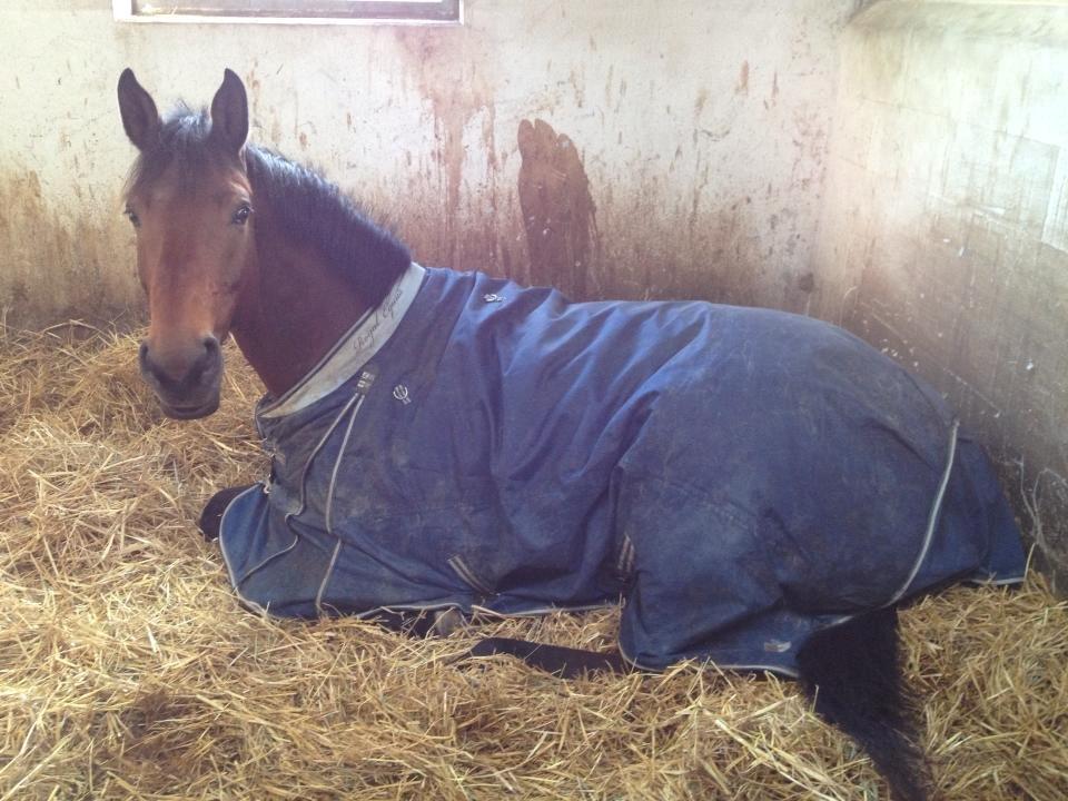 Dansk Varmblod Landlystes Alabasta billede 2