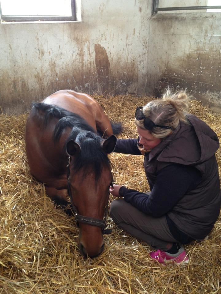 Dansk Varmblod Landlystes Alabasta billede 3