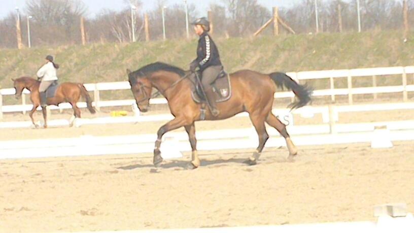 Dansk Varmblod Landlystes Alabasta billede 4