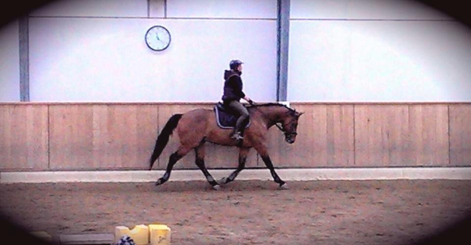 Dansk Varmblod Landlystes Alabasta billede 5