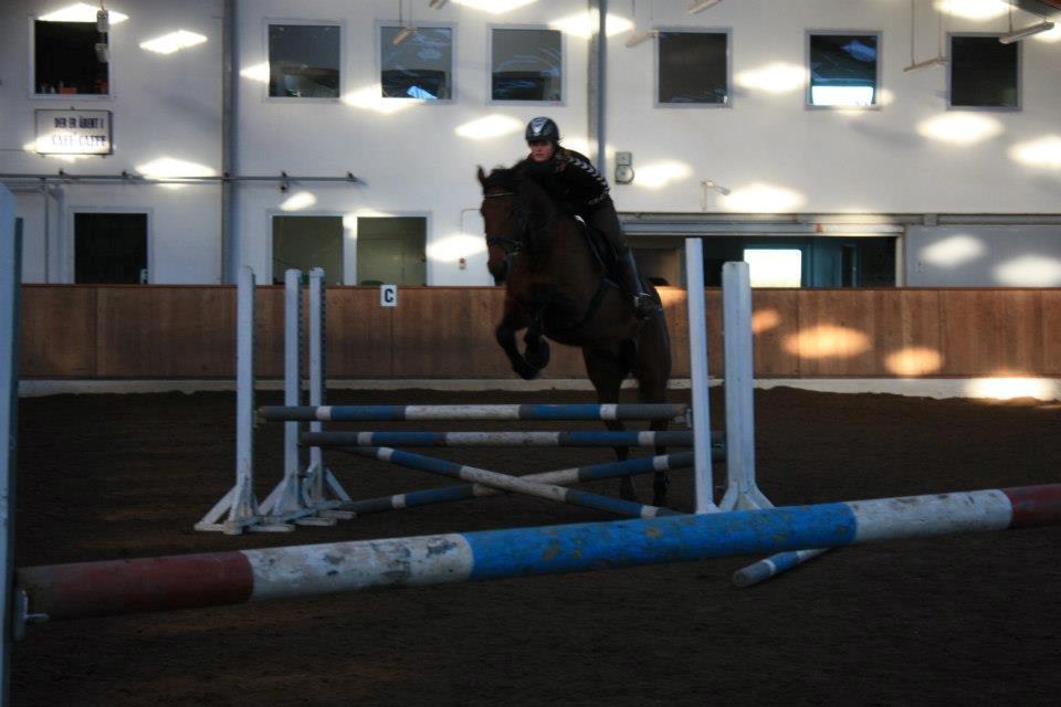 Dansk Varmblod Landlystes Alabasta billede 6