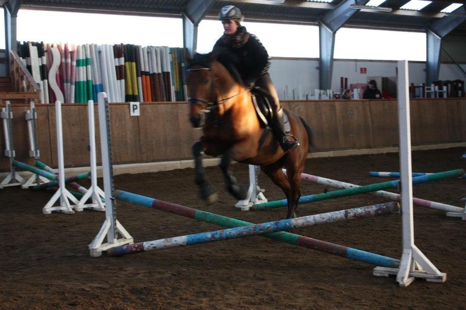 Dansk Varmblod Landlystes Alabasta billede 7