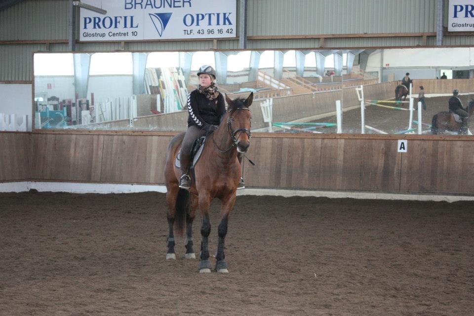 Dansk Varmblod Landlystes Alabasta billede 8