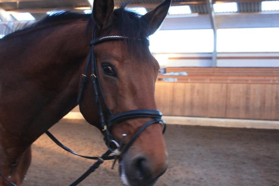 Dansk Varmblod Landlystes Alabasta billede 9