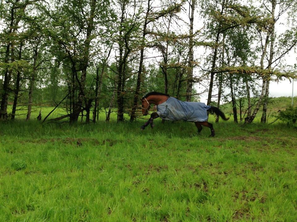 Dansk Varmblod Landlystes Alabasta billede 10