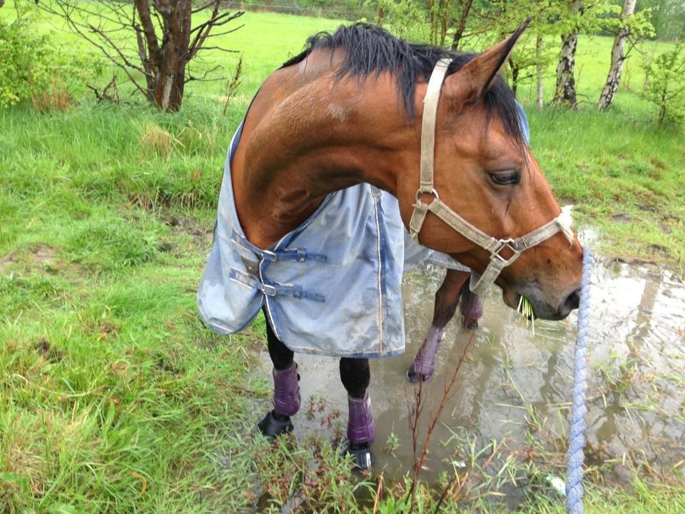 Dansk Varmblod Landlystes Alabasta billede 11