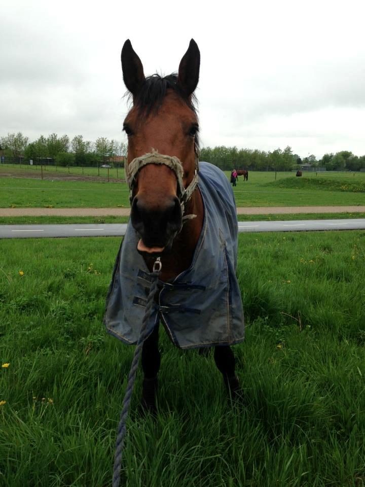 Dansk Varmblod Landlystes Alabasta billede 12