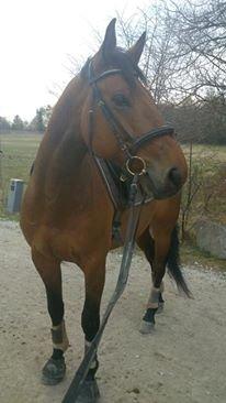 Dansk Varmblod Landlystes Alabasta billede 13