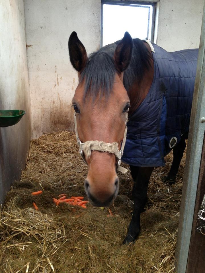 Dansk Varmblod Landlystes Alabasta billede 14