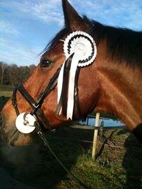 Dansk Varmblod Landlystes Alabasta billede 15