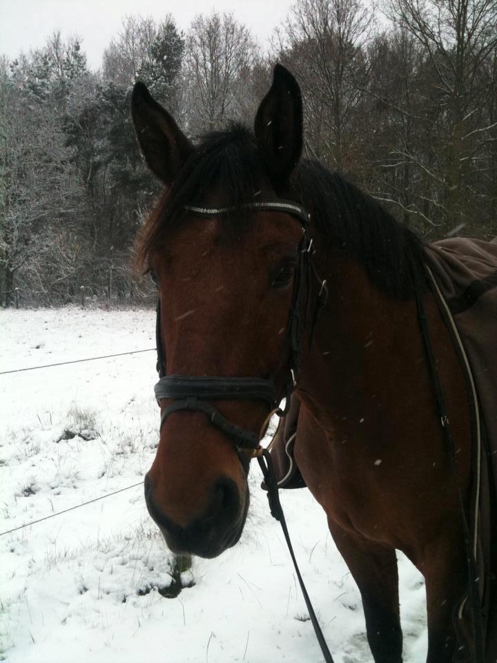 Dansk Varmblod Landlystes Alabasta billede 16