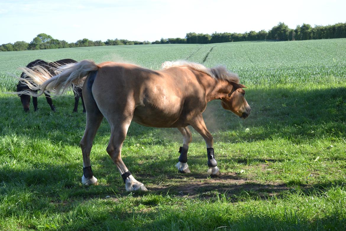 Haflinger Timon billede 7