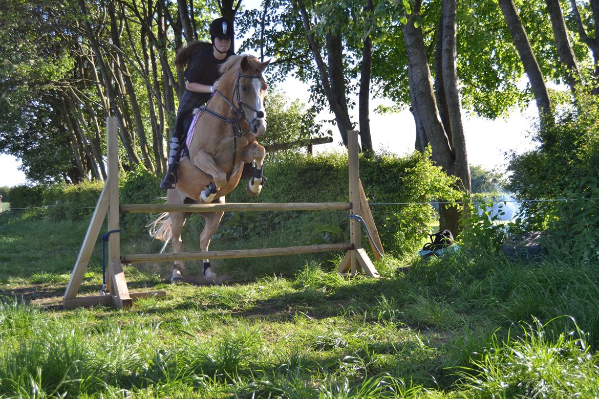 Haflinger Timon billede 4