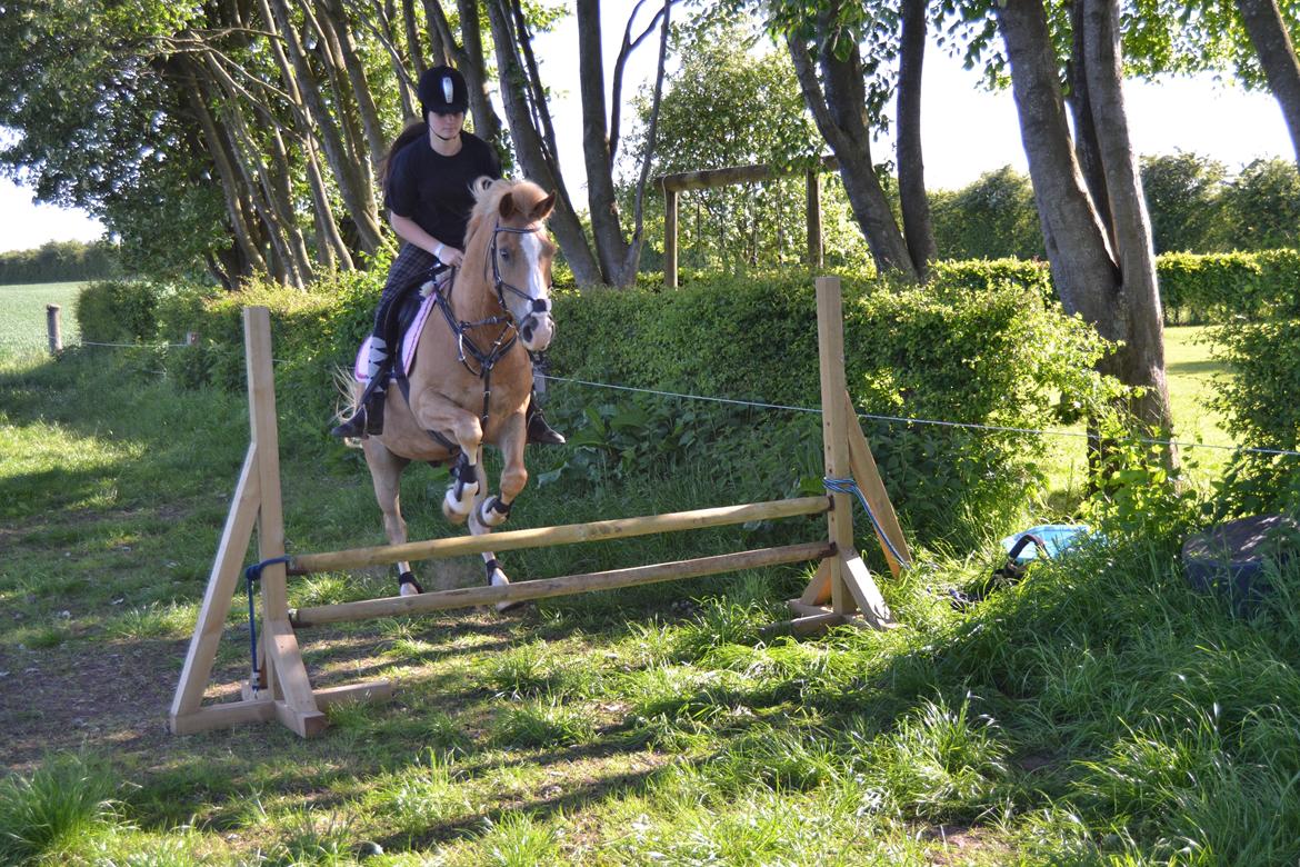 Haflinger Timon billede 6