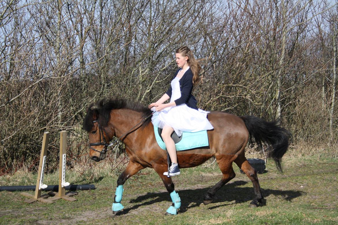 Anden særlig race Björk  - Omme på ridebanen til min konfi<3 billede 8