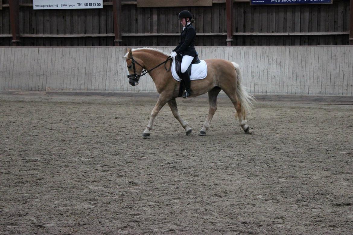 Haflinger Studgårdens Sally <3<3 - 7] Dressur stævne på BRF. Vandt med  70,208 som er det højeste jeg har redet til, jaaa :)!!  Dato: 31.05 2013 Foto: Line H billede 7