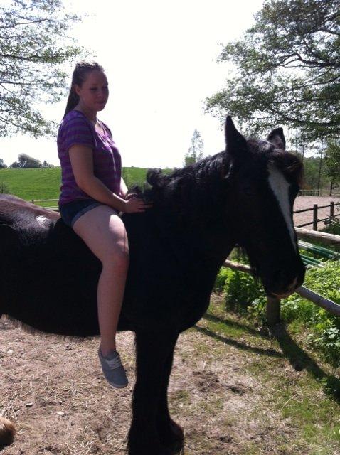 Irish Cob Sir Tonga - Krølledyret! Foto: Linette billede 19