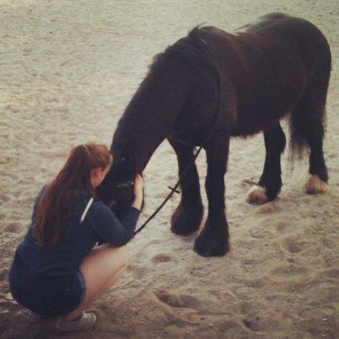 Irish Cob Sir Tonga - Trust is like a mirror, it can so easily get broken Foto: min mor billede 20