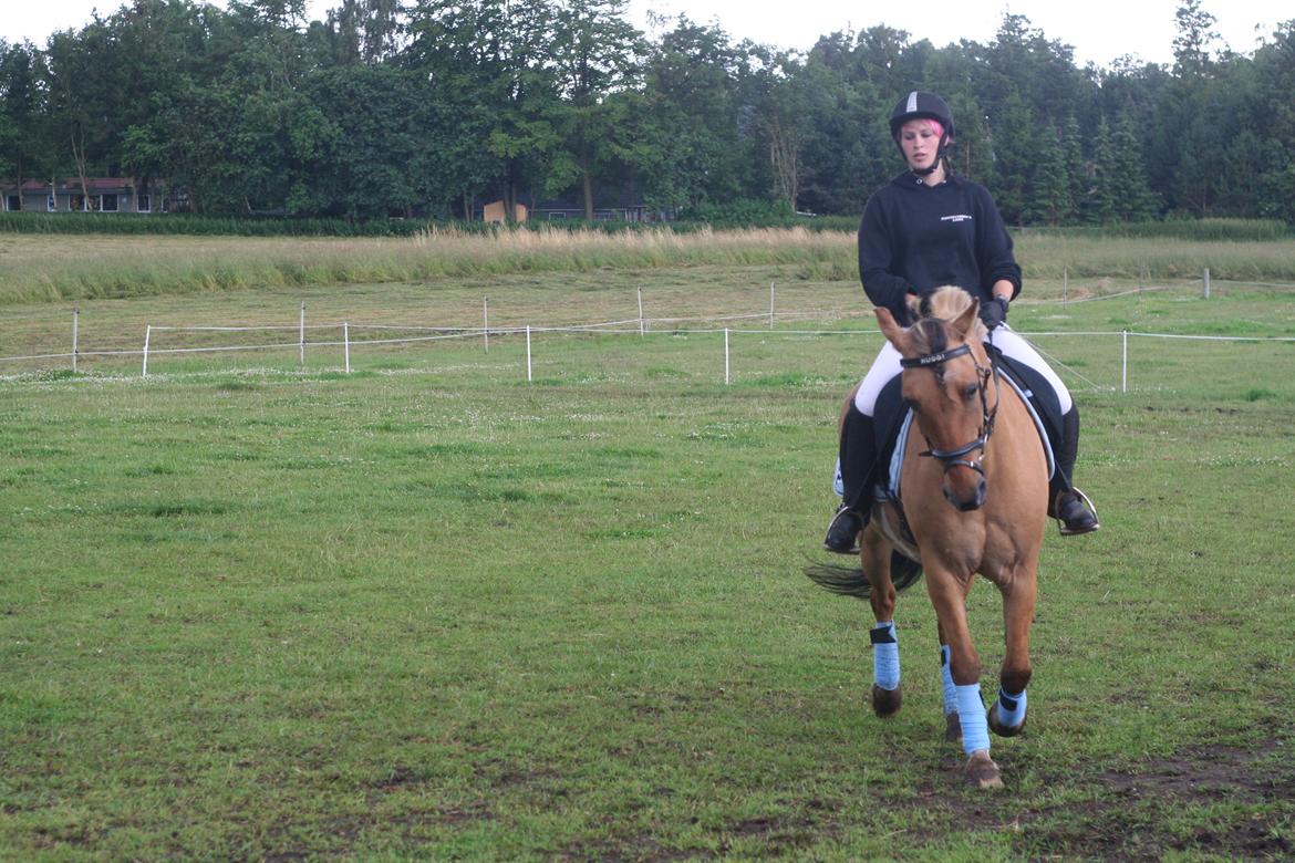 Anden særlig race Nuggi - Ridelejr 2012

Opvisning billede 14