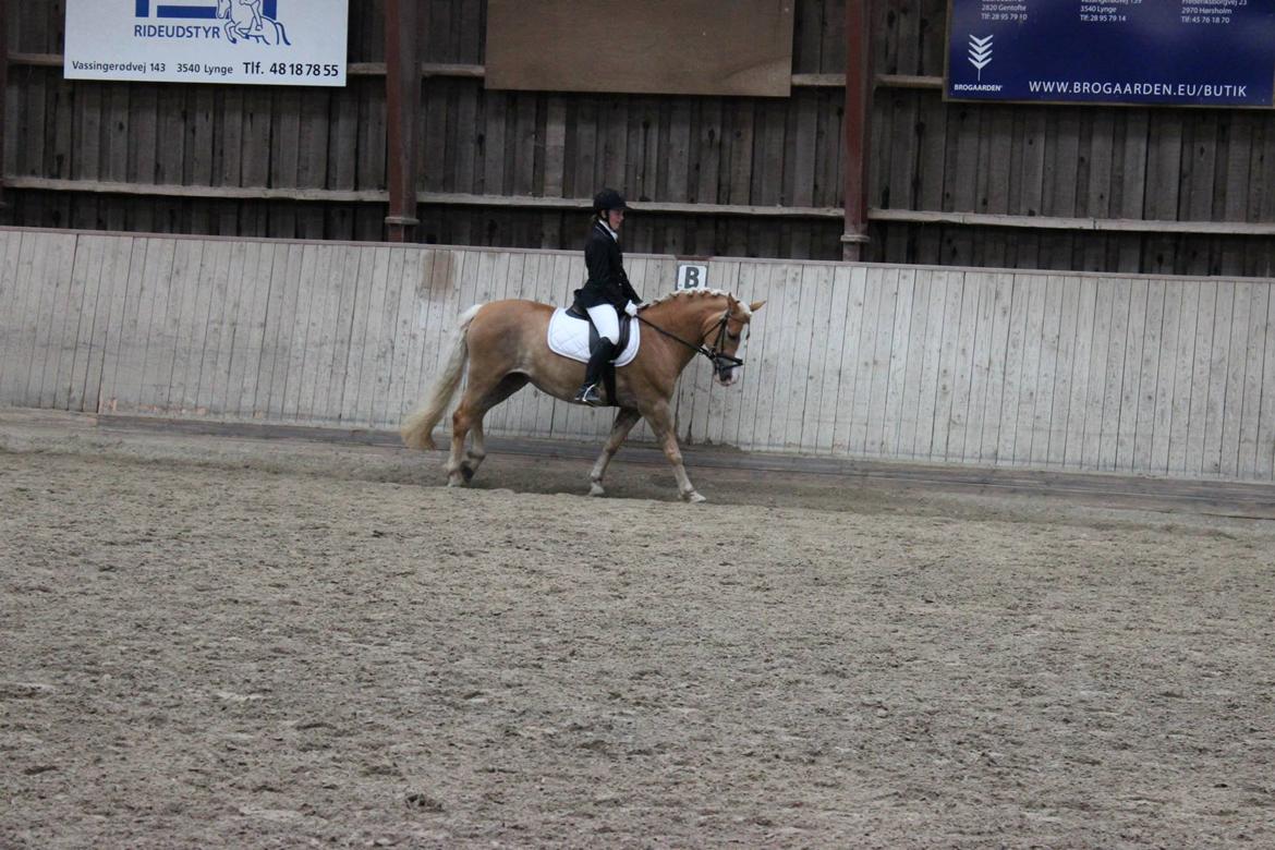 Haflinger Studgårdens Sally <3<3 - 15] Dressur stævne på BRF. Vandt med 70,208 som er det højeste jeg har redet til, jaaa :)!! Dato: 31.05 2013 Foto: Line H billede 15