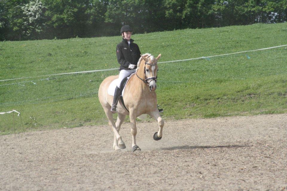 Haflinger Winchest billede 11