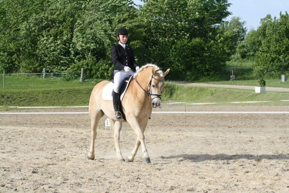 Haflinger Winchest billede 12