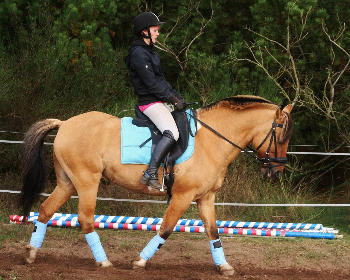 Anden særlig race Nuggi - Dressur træning <3 billede 15