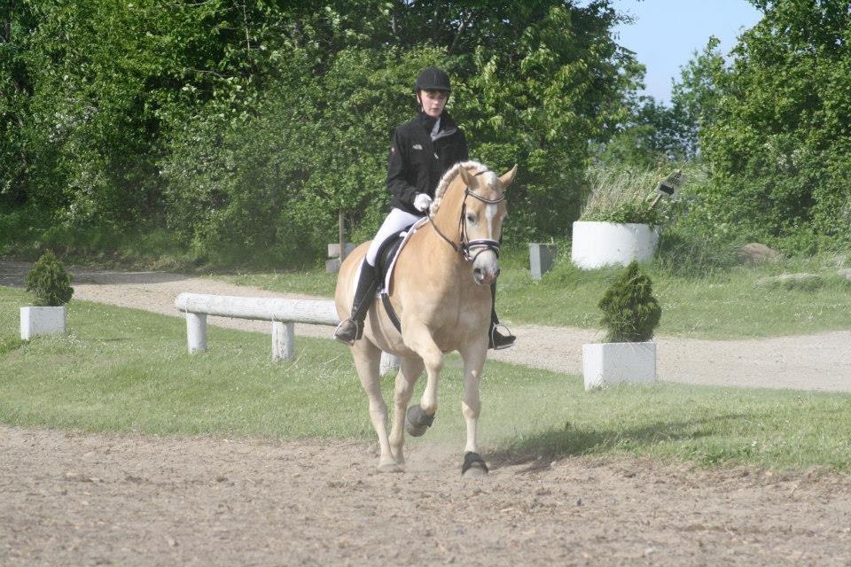 Haflinger Winchest billede 13