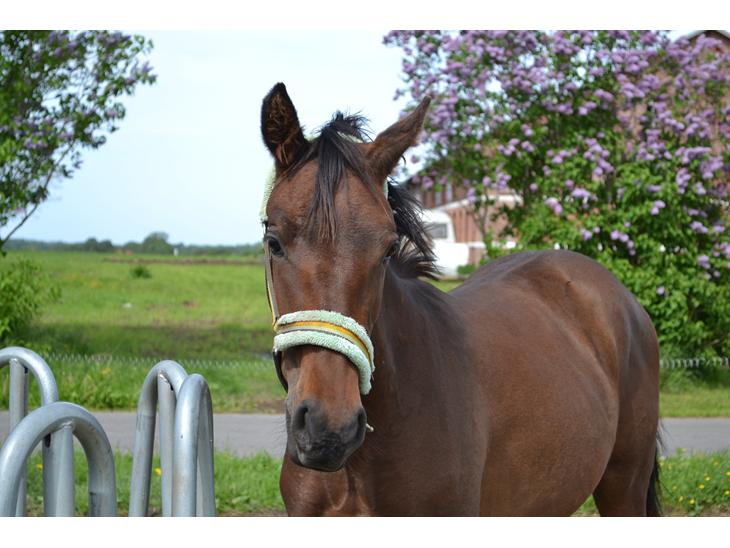 {{currentPhoto.altText}} billede {{currentPhoto.number}}