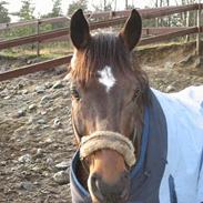 Belgisk varmblod Azingyowl