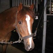 New Forest Copyright