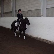 Dartmoor Nicki Ingerdal (solgt)