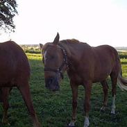 Anden særlig race Melgaards Cheval SOLGT