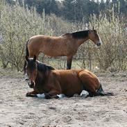 Anden særlig race Blonde