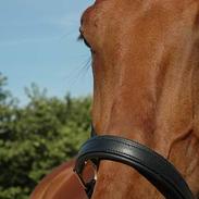 Dansk Varmblod Royal Diamond [SOLGT]