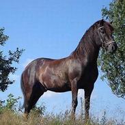 Islænder Fengur von der Elschenau