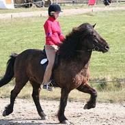 Islænder Fengur von der Elschenau