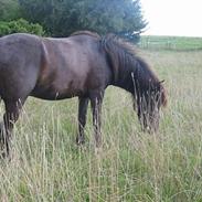 Islænder Fengur von der Elschenau